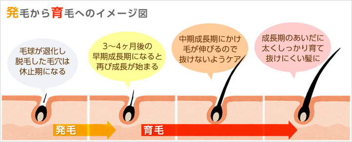 発毛から育毛へのイメージ図