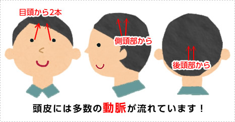 頭皮には多数の動脈が流れています